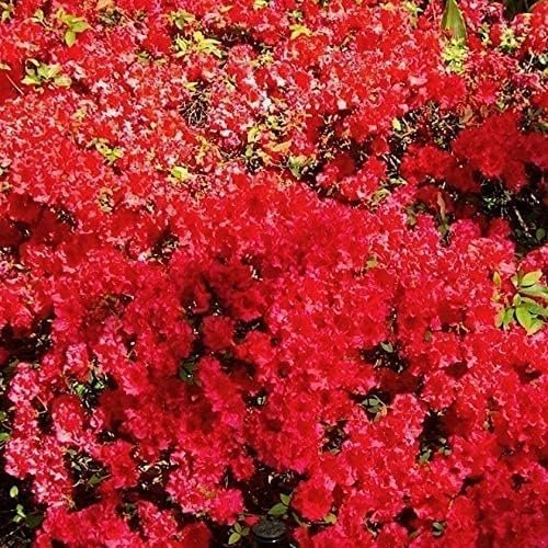 Azalea Vivid | Live Plants | Red Flowering Rhododendron Blooming Shrubs