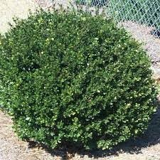 Compacta Holly Ilex | Extra Large 3 Gallon Plant | Ilex crenata 'Compacta' | Dense Foliage Evergreen | Ideal for Landscaping