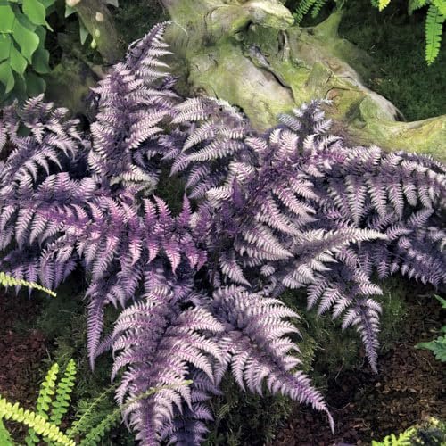 Japanese Painted Fern | Live Plants | Athyrium Niponicum | Shade Garden Essential | Lush Foliage Accent