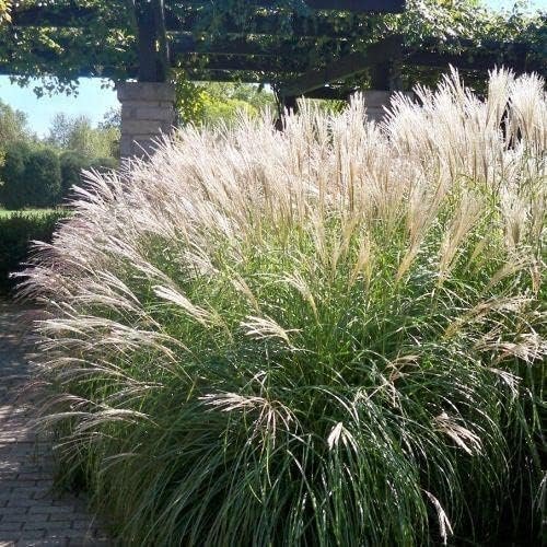 Maiden Grass Morning Light Plants | Live Seedlings | Miscanthus Sinensis | Perfect for Outdoor Landscaping | Hardy & Elegant Lush Ornamental Grass