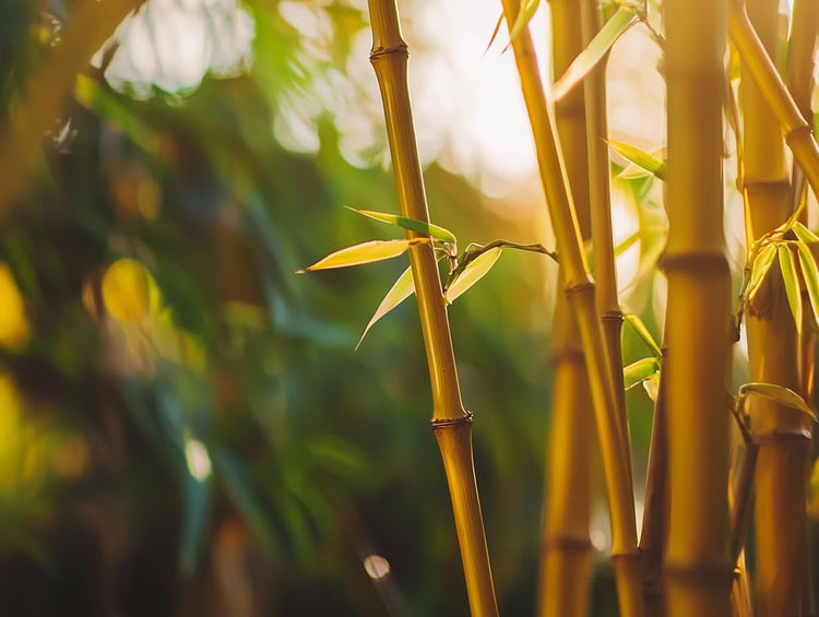 Golden Goddess Hedge Bamboo Plant - Bambusa Multiplex - Inch Pot - Non-invasive Clumping