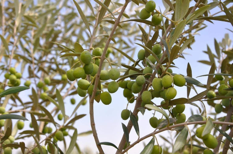 Arbequina Olive Tree | Live Inch Pots | Grow Your Own Olives Indoors