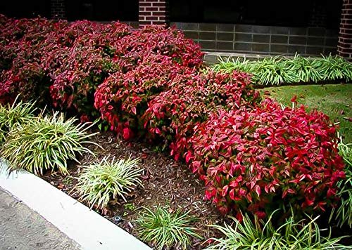 Nandina Firepower | Extra Large Gallon Plants | Nandina Domestica 'Firepower' | Vibrant Foliage All Year | Easy to Grow