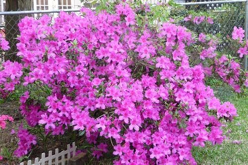 Purple Formosa Azalea | Live Plants | Rhododendron Formosum | Lush Flowering Shrub | Hardy Garden Landscape Accent | Vibrant Spring Blooms