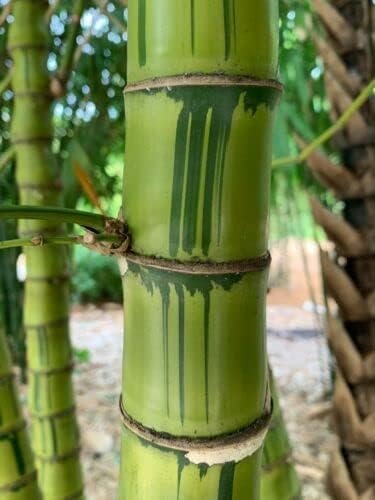 Striped Dwarf Buddha Belly Bamboo | Live Plants | Bambusa Vulgaris Wamin Striata | Rare Non-Invasive Clumping