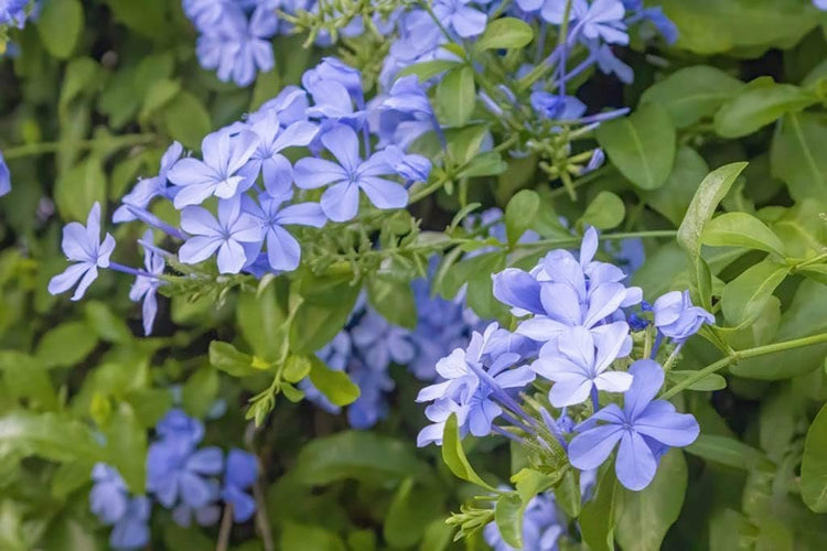 Plumbago Imperial Blue Plants | Live Seedlings | Plumbago Auriculata | Perfect for Bright Garden Displays | Hardy & Low Maintenance