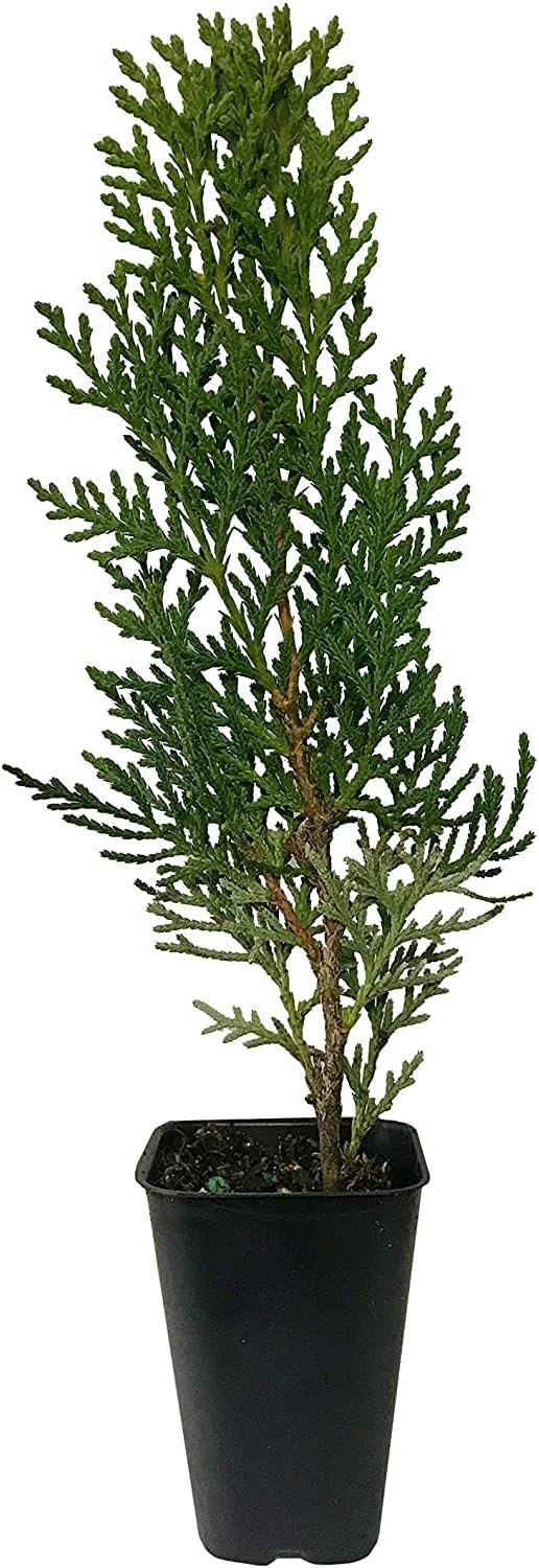 Thuja Arborvitae Blue Cone | Live Trees | Evergreen Privacy Screening Hedge Plants