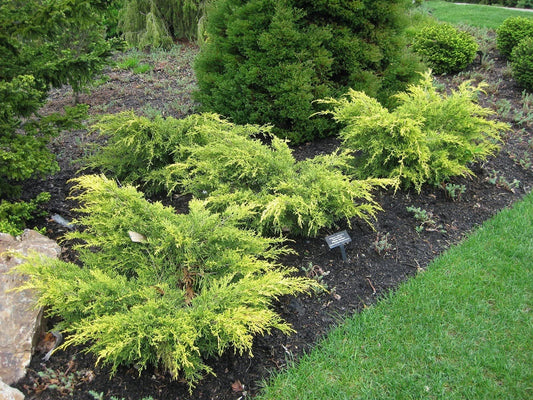 Old Gold Juniper - Live Gallon Size Plants - Juniperus Chinensis - Drought Tolerant Cold Hardy Evergreen Groundcover