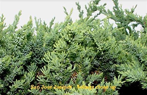 San Jose Juniper - Live Plants - Juniperus Chinensis - Drought Tolerant Cold Hardy Evergreen Ground Cover