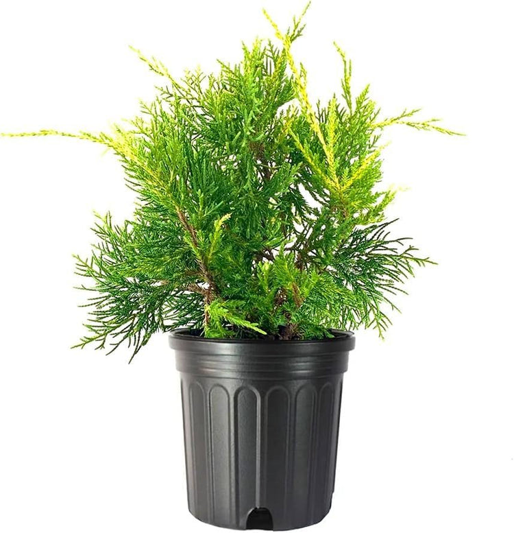 Juniper Gold Lace | Live Gallon Size Plant | Juniperus Chinensis | Drought Tolerant Cold Hardy Evergreen Groundcover