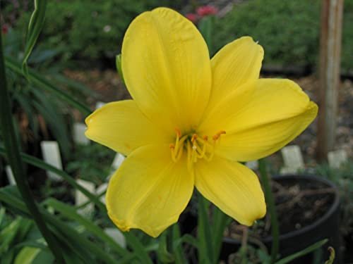 Daylily Yangtze | Live Inch Pots | Hemerocallis Plants | Beautiful Low Maintenance Blooming Groundcover