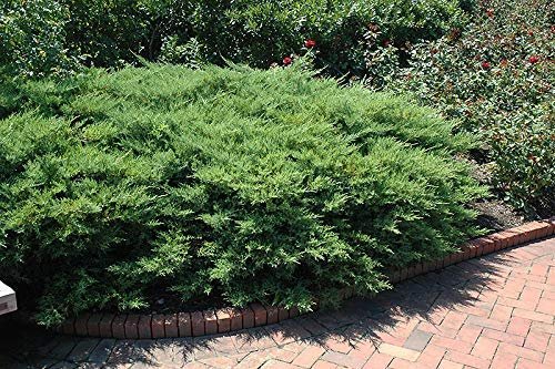 Kallay Juniper - Live Plants - Juniperus Chinensis - Drought Tolerant Cold Hardy Evergreen Ground Cover