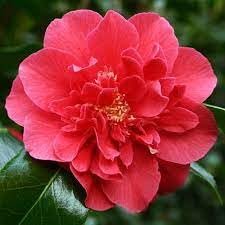 Camellia Japonica Laura Walker I Extra Large Gallon Plants I Red & White Variegated Leaf Deep Red & White Striped Blooms, Live Plant for Home & Garden