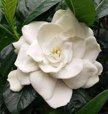 Gardenia Belmont | Extra Large Gallon Plants | Gardenia Augusta 'Belmont' | Lush Blooming | Evergreen Elegance