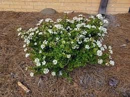 Viburnum Walter's Whorled Class | Extra Large 3 Gallon Plants | Viburnum Obovatum 'Walters Whorled Class' | Landscape Accent | Hardy Shrub