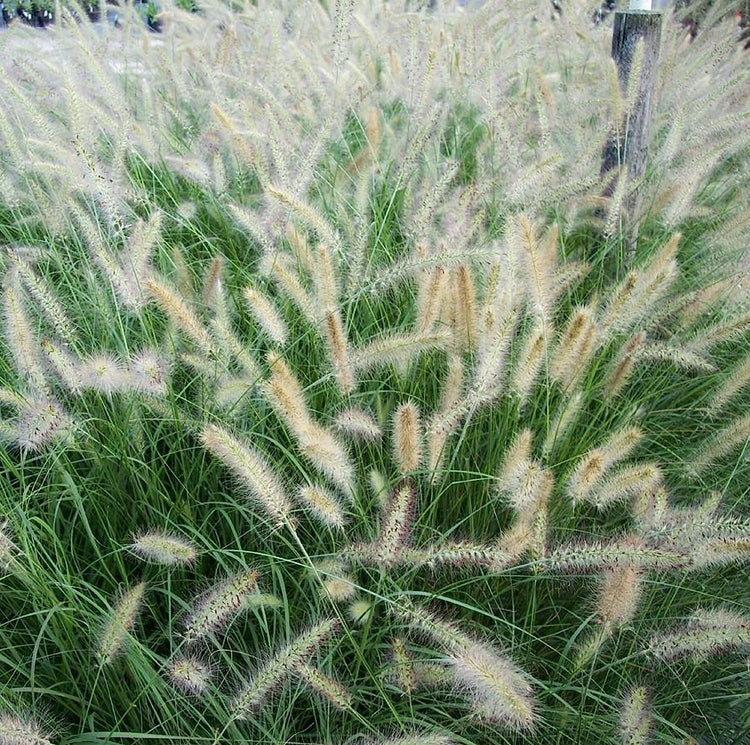 White Fountain Grass | Large Gallon Size Plants | Pennisetum Alopecuroides | Low Maintenance Blooming Ornamental Grass