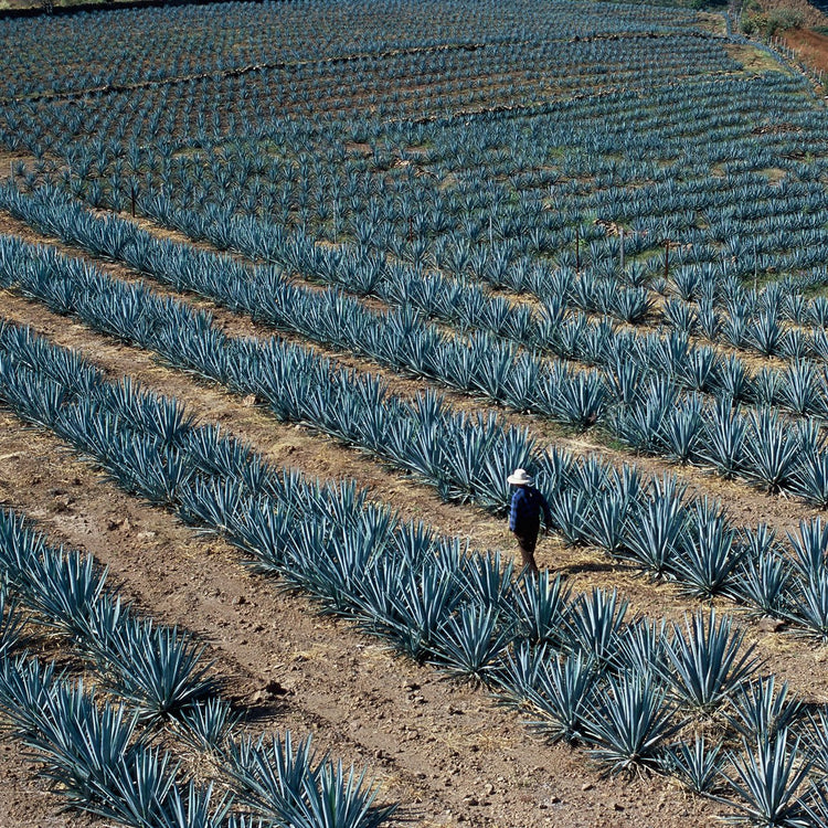 Agave Americana - Live Blue Agave Plant - Drought Tolerant Succulent