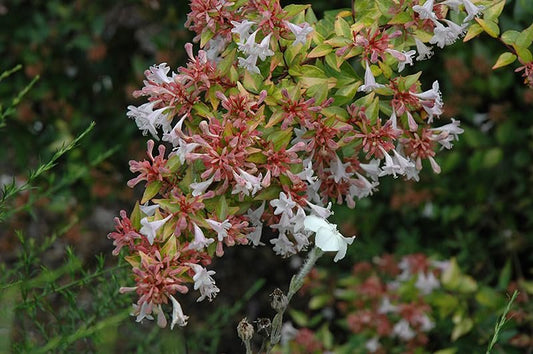 Abelia Francis Mason | Extra Large Gallon Plants | Vibrant & Variegated Foliage, Drought-Tolerant, Low-Maintenance Shrub, Perfect for Landscaping, Borders & Ornamental Gardens