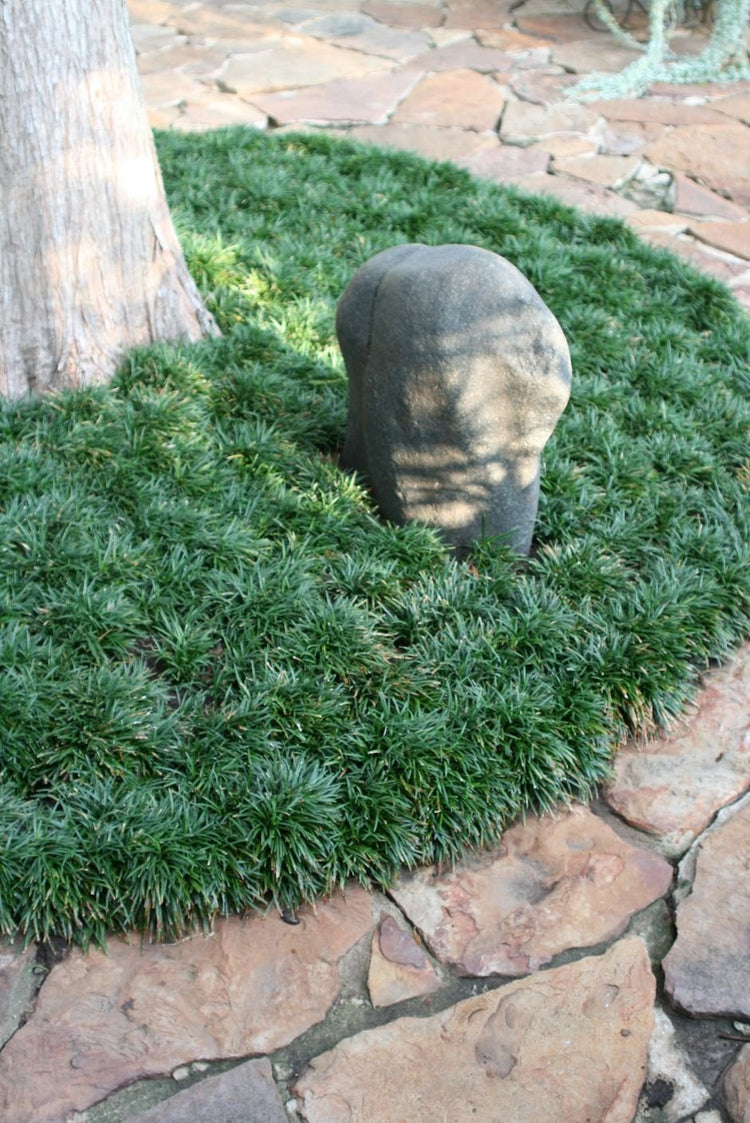 Dwarf Mondo Grass - Live Plants - Shade Loving Evergreen Ground Cover Ophiopogon Japonicus Nanus