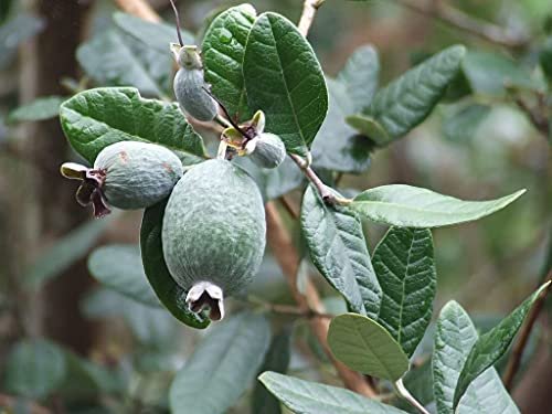 Pineapple Guava Plant - Live Inch Plants - Feijoa Sellowiana - Edible Flowers and Fruit