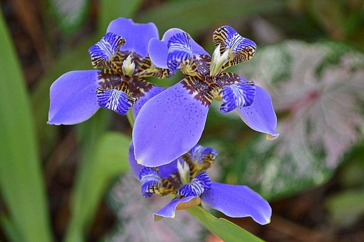 Walking Iris Regina | Live Plants | Giant Apostle Plant | Exotic Fragrant Blooming Specimen