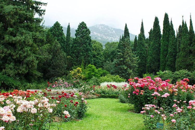 Italian Cypress Tree | Live 4 Inch Pots | Cupressus Sempervirens | Formal Elegant Mediterranean Style Plants