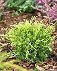 Old Gold Juniper - Live inch Pots - Juniperus Chinensis - Evergreen Cold Hardy Drought Tolerant Groundcover Plants