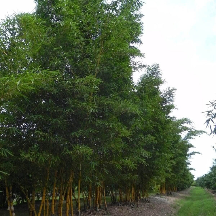 Golden Hawaiian Bamboo | Live Plants | Bambusa Vulgaris Vittata | Beautiful Rare Unique Specimen | Non-Invasive Clumping Bamboo Privacy Screen