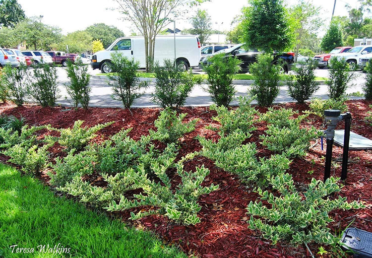 Ligustrum Japonicum Jack Frost Privet - Live Quart Size Plants - Variegated Evergreen Formal Hedge