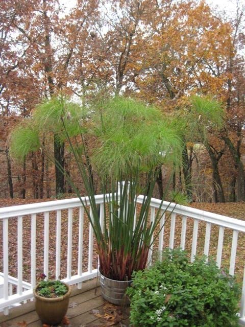 Giant Egyptian Papyrus | Live Plants | Cyperus Large Shade & Wet Tolerant Aquatic Foliage