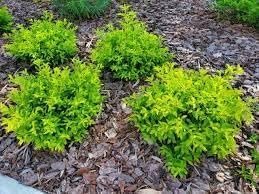 Duranta Gold Mound | Live Quart Size Plant | Duranta Erecta 'Gold Mound' | Vibrant Foliage | Landscape Accent Shrub Hedge