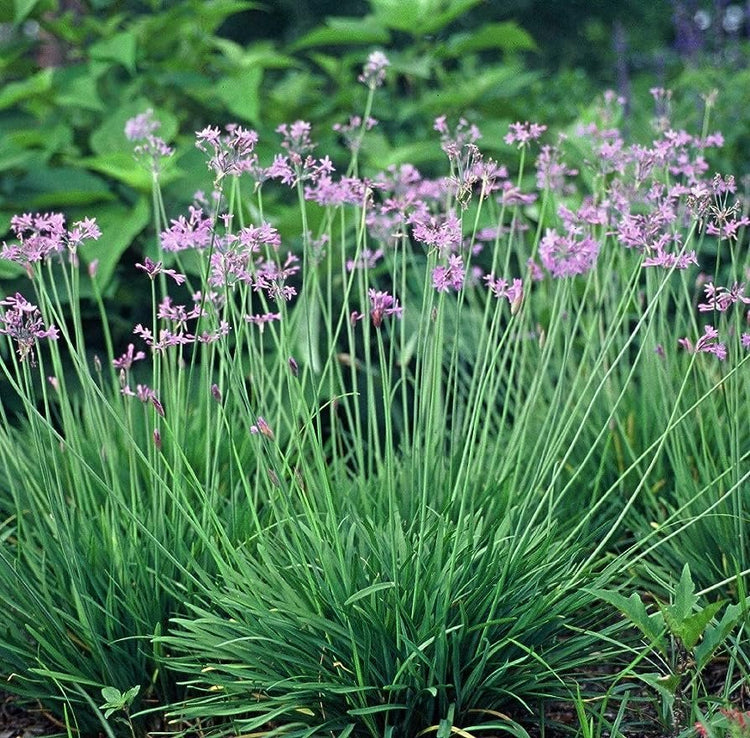 Society Garlic | Large Gallon Size Plant I Tulbaghia Violacea I Live Fragrant Purple Blooms & Edible Leaves, Easy-Care, Drought-Resistant Outdoor Herb