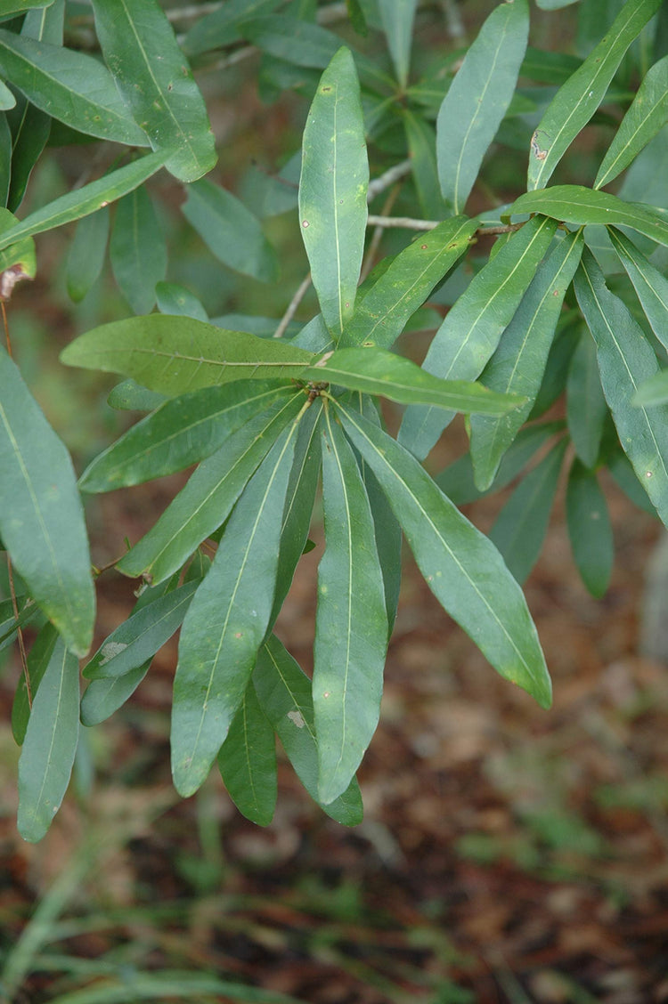 Laurel Oak Tree | Quercus Laurifolia Swamp Oak | Live Plants | Semi-Evergreen Deciduous Shade Tree