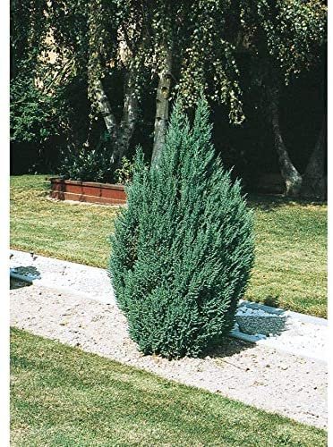 Blue Point Juniper | Large Gallon Trees | Juniperus Chinensis | Evergreen Screening Plants