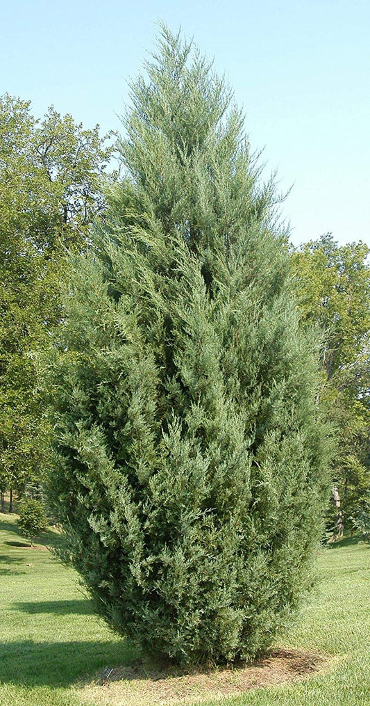 Juniper Burkii - Live Trees - Juniperus Virginiana - Evergreen Screening Red Cedar