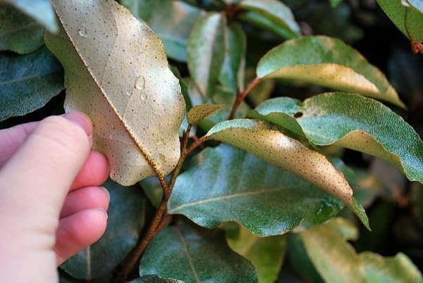 Elaeagnus Pungens | Extra Large 3 Gallon Plant | Elaeagnus pungens | Hardy Shrub | Silver Foliage