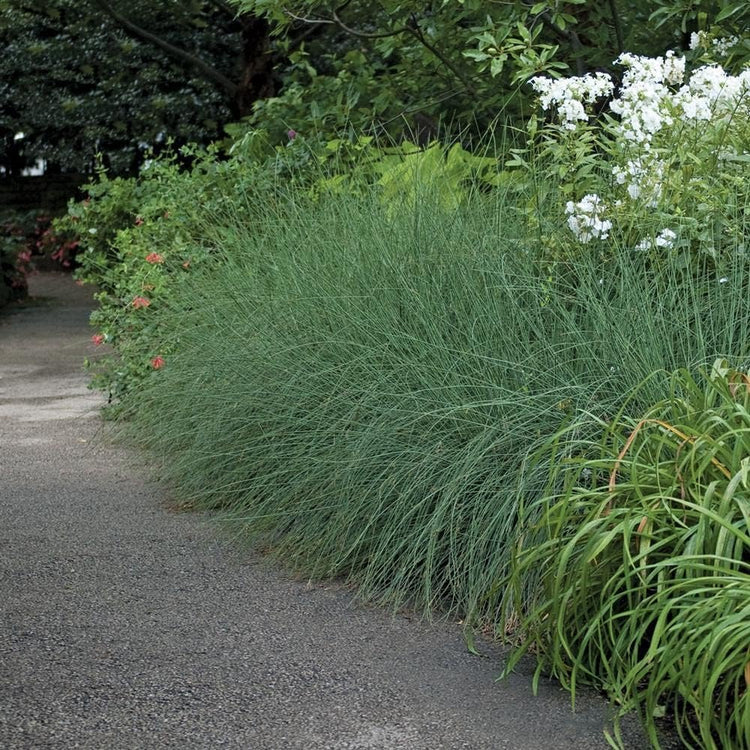 Blue Arrows Rush Grass | Live Gallon Size Plants | Juncus Inflexus | Drought Tolerant Low Maintenance Ornamental