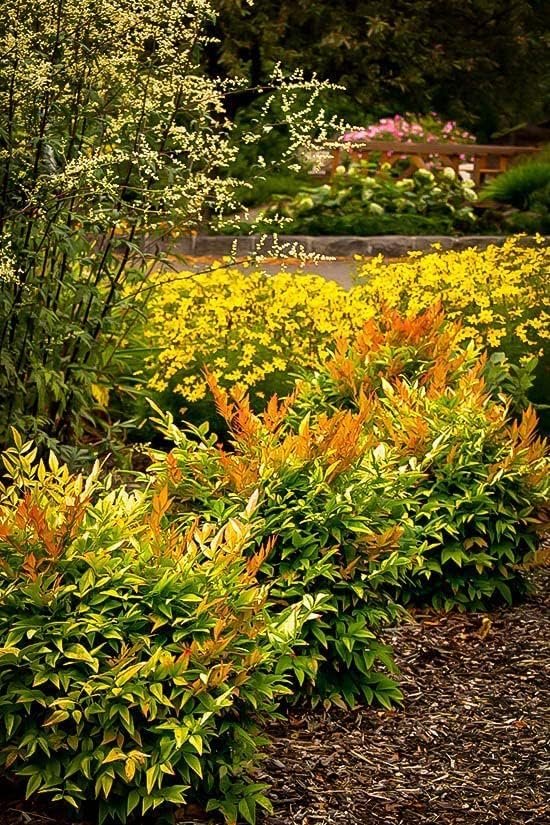 Nandina Gulf Stream Heavenly Bamboo | Large Gallon Size Plants | Compact Colorful Ornamental Shrub