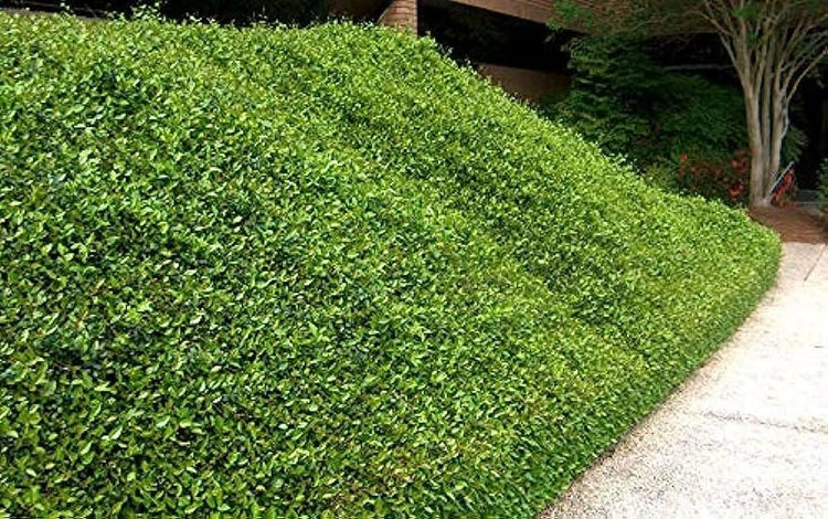 Asiatic Jasmine Minima I Large Gallon Size Plants I Trachelospermum Asiaticum I Live Dense, Evergreen Foliage - Perfect for Lawn Substitutes and Erosion Control