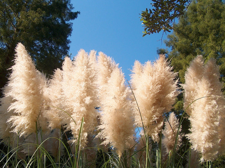 Pampas Grass | Live Plants | Cortaderia Selloana | Beautiful Blooming Screening Ornamental Foliage