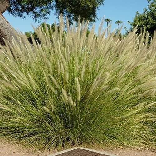 White Fountain Grass | Extra Large 3 Gallon Plants | Pennisetum alopecuroides | Elegant Outdoor Decor | Lush Foliage Accent