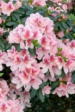 Azalea Duchess of Cypress | Extra Large Gallon Plant | Vibrant & Blossoming Shrub, Stunning Spring Blooms, Perfect for Gardens, Borders, and Landscape Accents