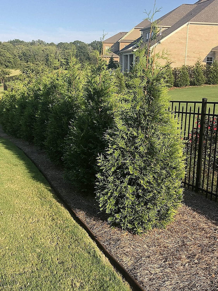 Green Giant Arborvitae | Live Gallon Tree | Thuja Plicata | Evergreen Privacy Screening Plants