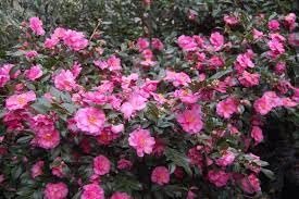 Camellia Sasanqua Shi-Shi I Extra Large Gallon Plants | Pink Flowering Live Plant for Outdoor & Indoor Gardens, Compact Elegant Flowering Shrub for Vibrant Landscaping