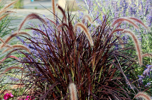 Red Fountain Grass | Live Plants | Pennisetum Setaceum Rubrum | Blooming Ornamental Grass