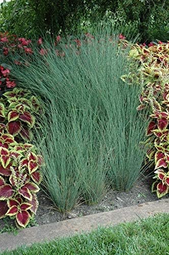 Blue Arrows Rush Grass | Live Gallon Size Plants | Juncus Inflexus | Drought Tolerant Low Maintenance Ornamental