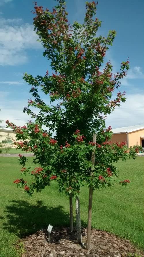 Florida Flame Red Maple Tree | Live Plants | Acer Rubrum | Beautiful Shade Privacy Screening Tree