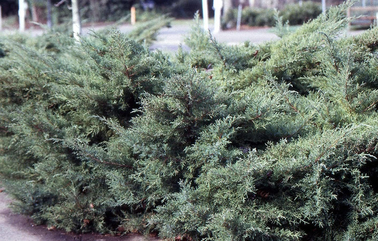 Blue Pfitzer Juniper | Live 4 Inch Pots | Juniperus Chinensis | Drought Tolerant Cold Hardy Evergreen Groundcover Plants