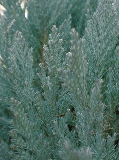 Medora Juniper | Live Gallon Size Plants | Perfect for Year-Round Landscaping, Privacy Screening, and Low Water Environments, Drought-Tolerant