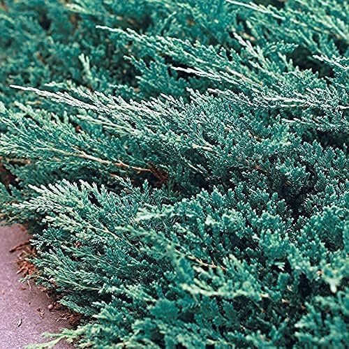 Bar Harbor Juniper | Live 4 Inch Pots | Juniperus horizontalis 'Bar Harbor' | Perfect Lush Ground Cover & Landscape Accent | Drought Resistant & Low Maintenance (1 Plant)